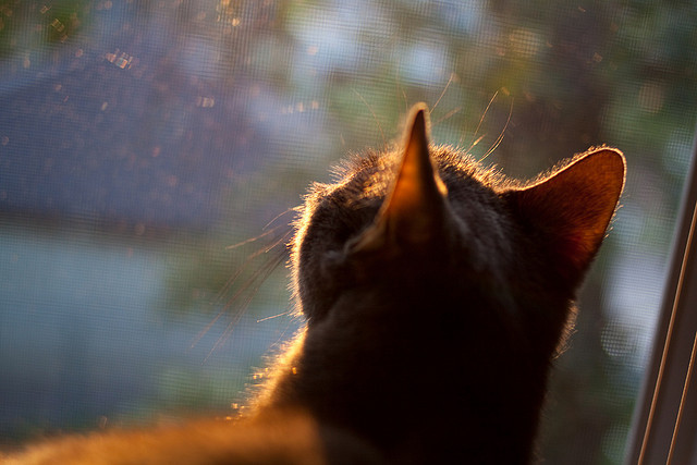 国际皮划艇速降赛,水上极速激战,皮划艇赛制