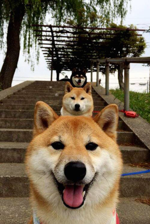 城市摩托车特技表演,极速飞跃引爆现场氛围,摩托车特技表演赛