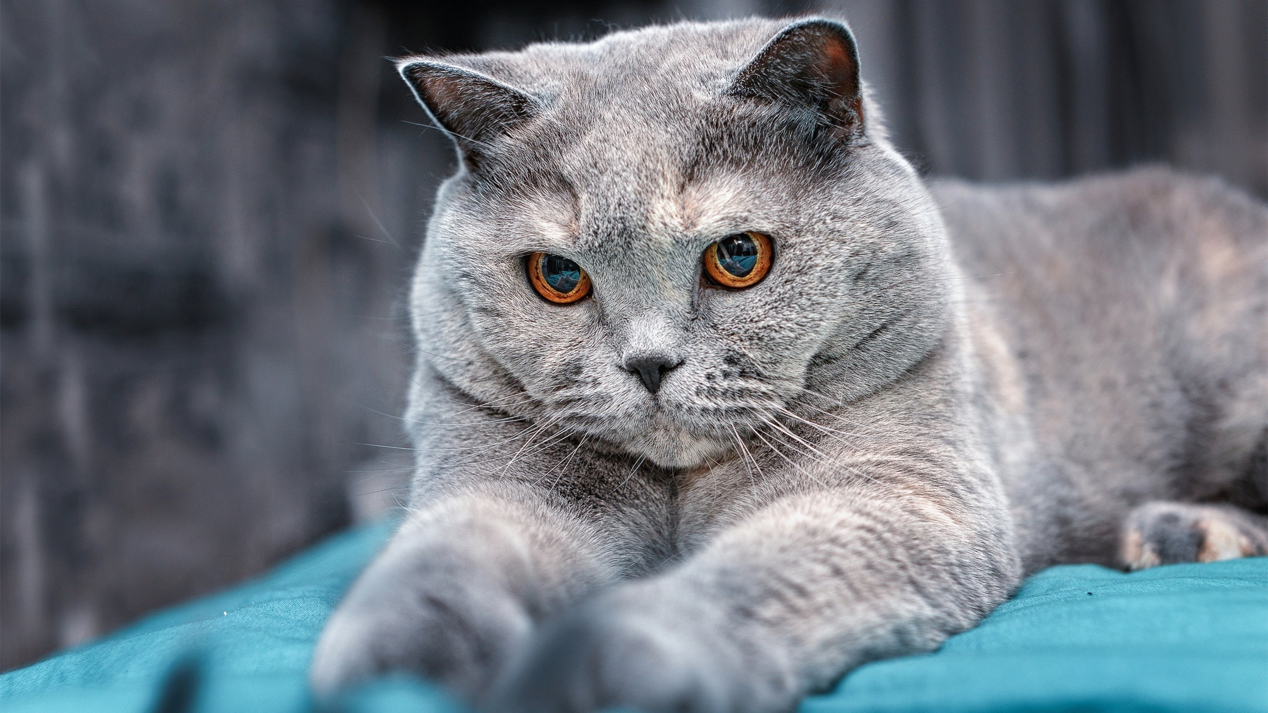 Kaiyun APP-步行者完成交易三换一，引进明星控卫，步行者最新交易流言