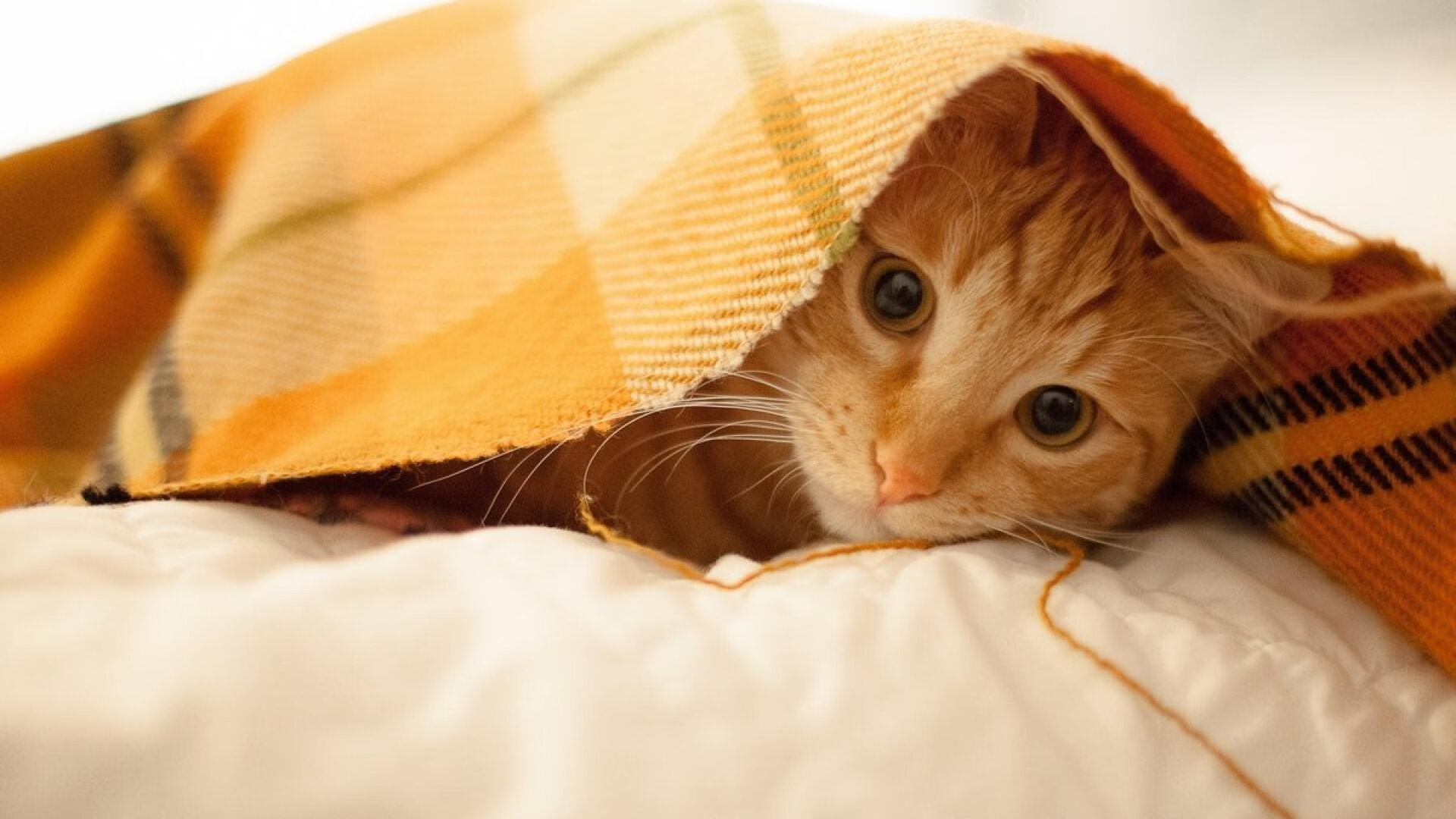 电竞+娱乐新模式推陈出新,多元发展趋势明显,有那些电竞娱乐的公司