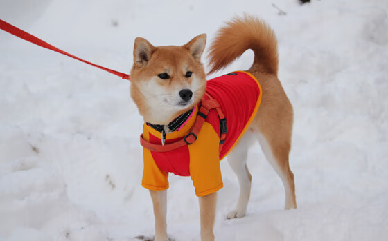 NBA活动大揭秘:全明星球员共襄盛举谱写多彩篮球乐章,nba全明星举办