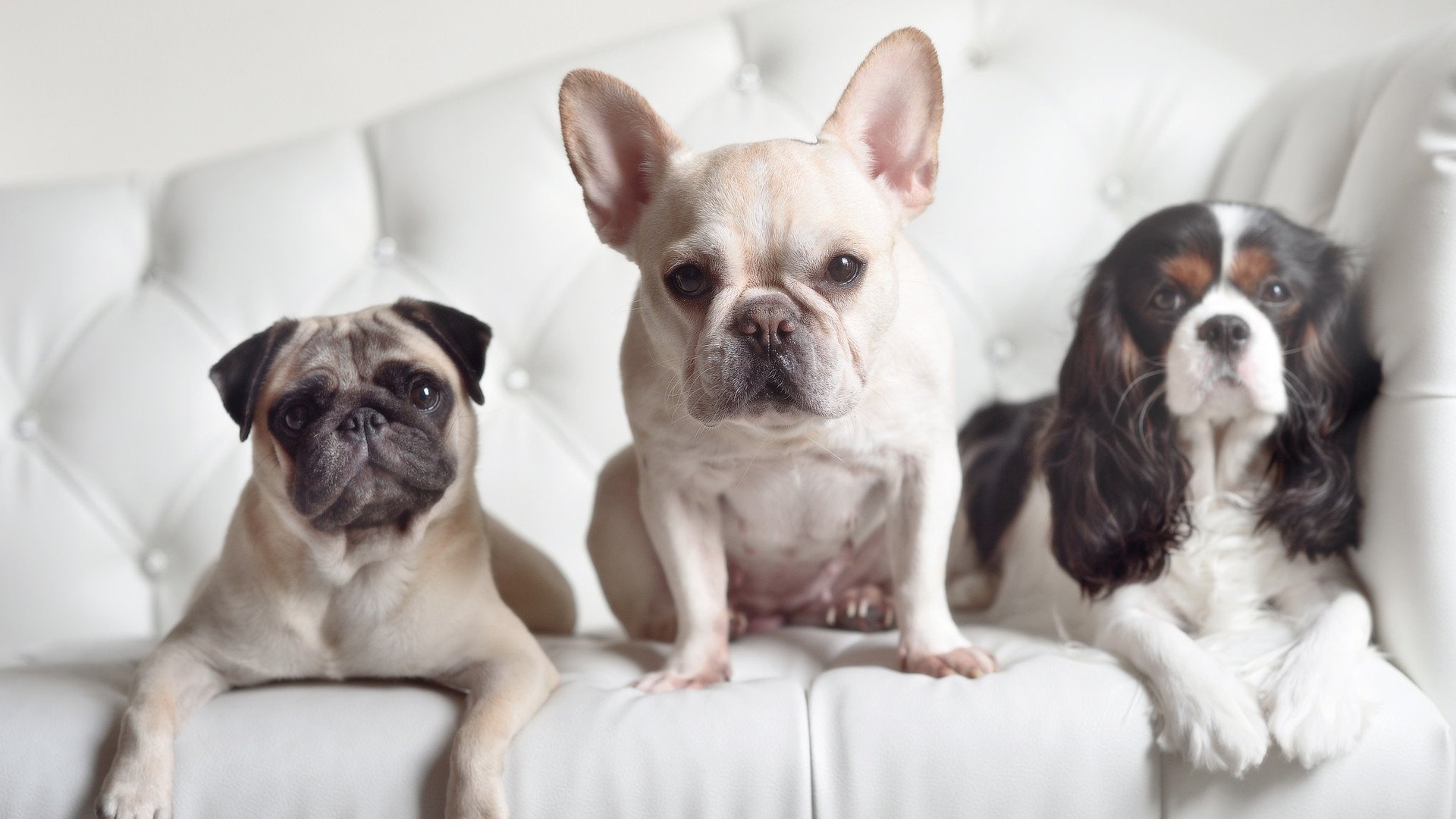 东契奇连续三场三双状态恐怖,东契奇三双纪录