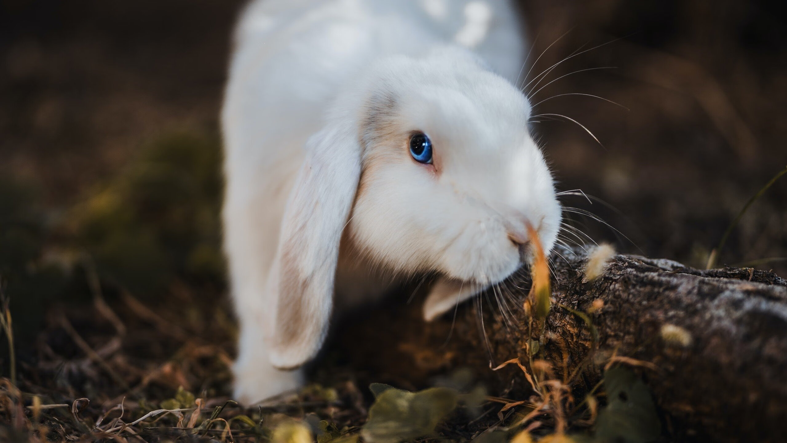 中国男足在巴黎奥运会比赛中以3-1击败巴西,奥运会男足中国对巴西