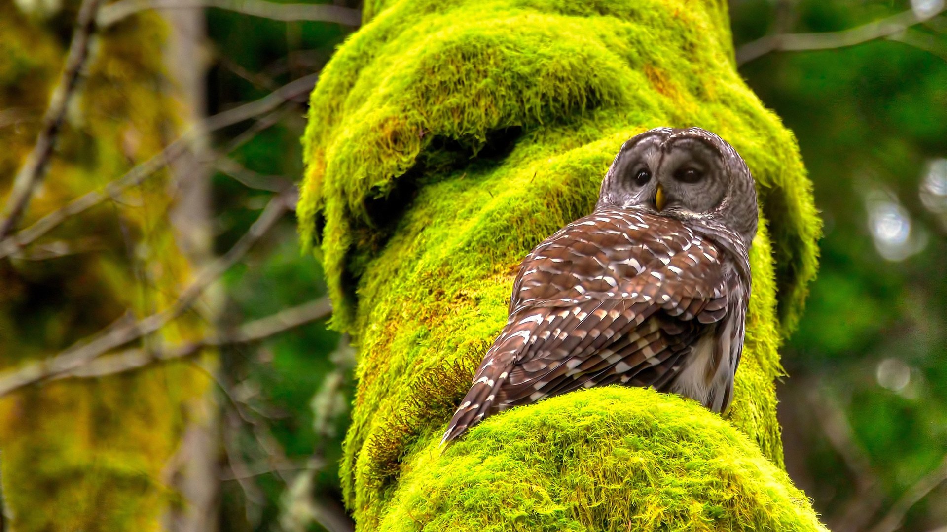 开云官方-悉尼国王比赛节奏掌控出色，悉尼国王街