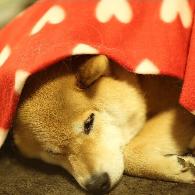 开云·Kaiyun网页版-拜仁慕尼黑主场2-0战胜弗赖堡，继续领跑德甲，拜仁慕尼黑场地