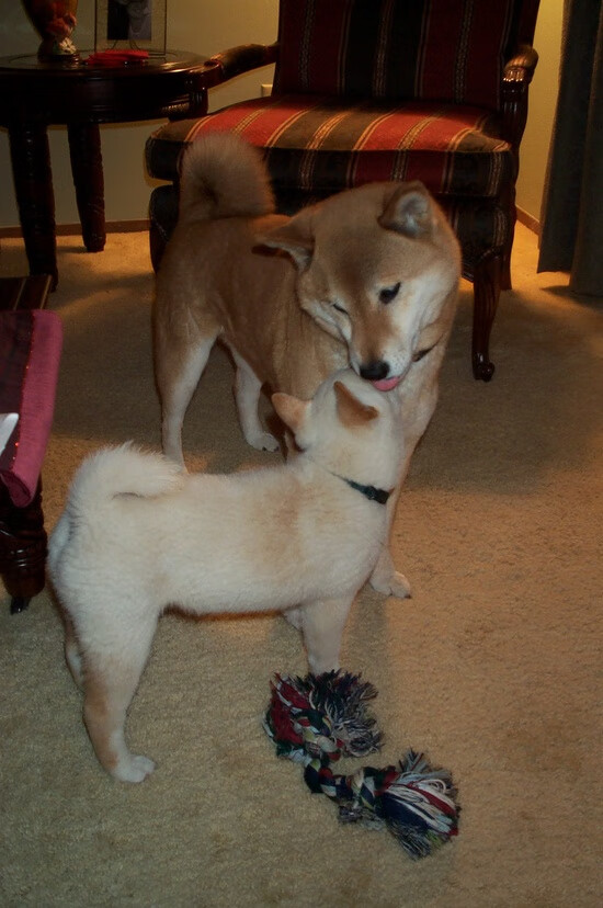 斯洛文尼亚逼平西班牙,掀起欧锦赛小组出线火花,斯洛文尼亚西班牙集锦