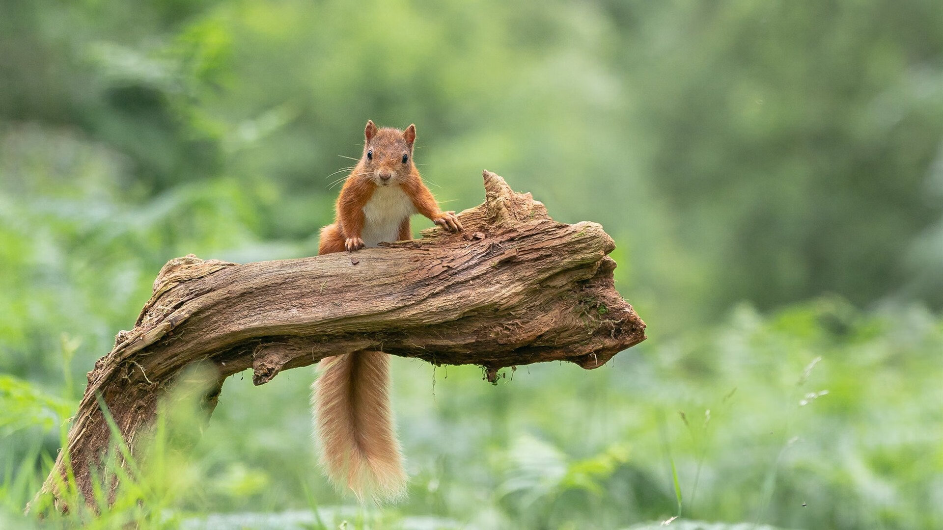 开云体育-率先取得优势，谁将掌握胜利的主动权？，率先和领先