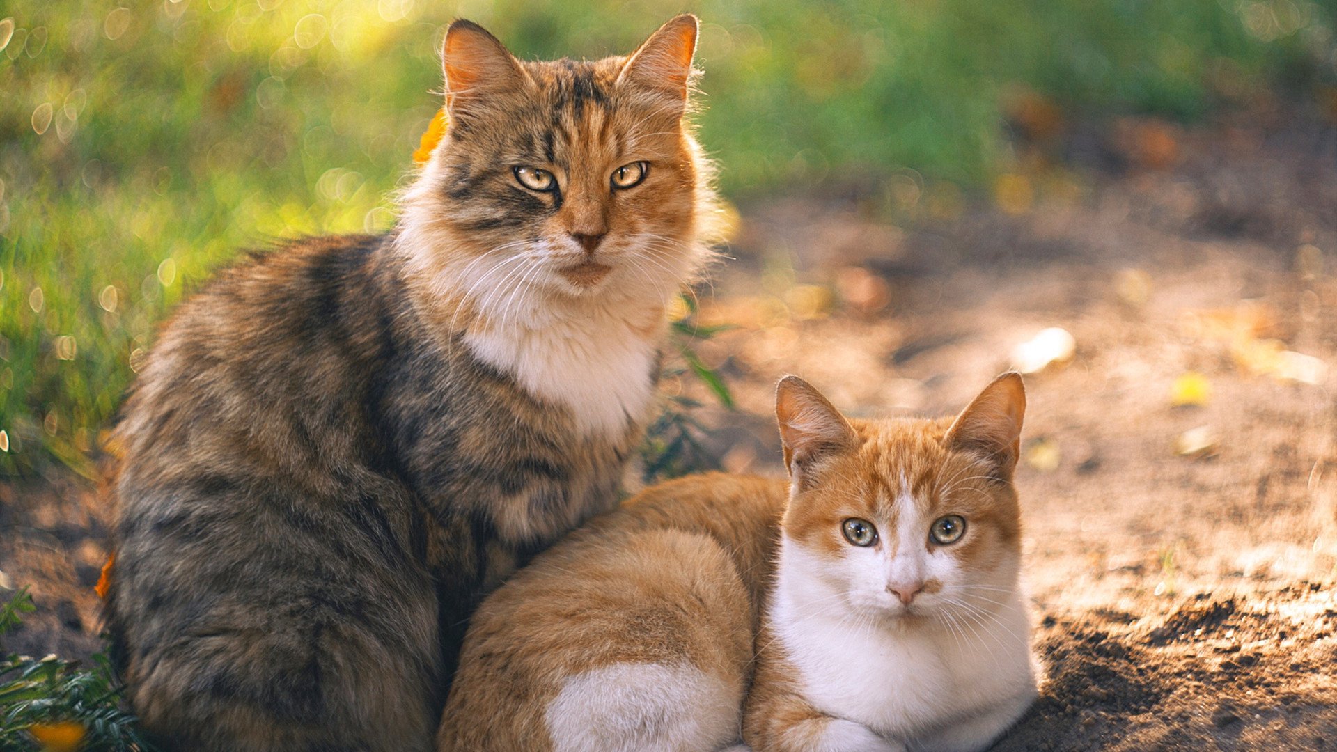 kaiyun中国官方网站-琉球黄金国王核心球员状态火热，琉球王国国王