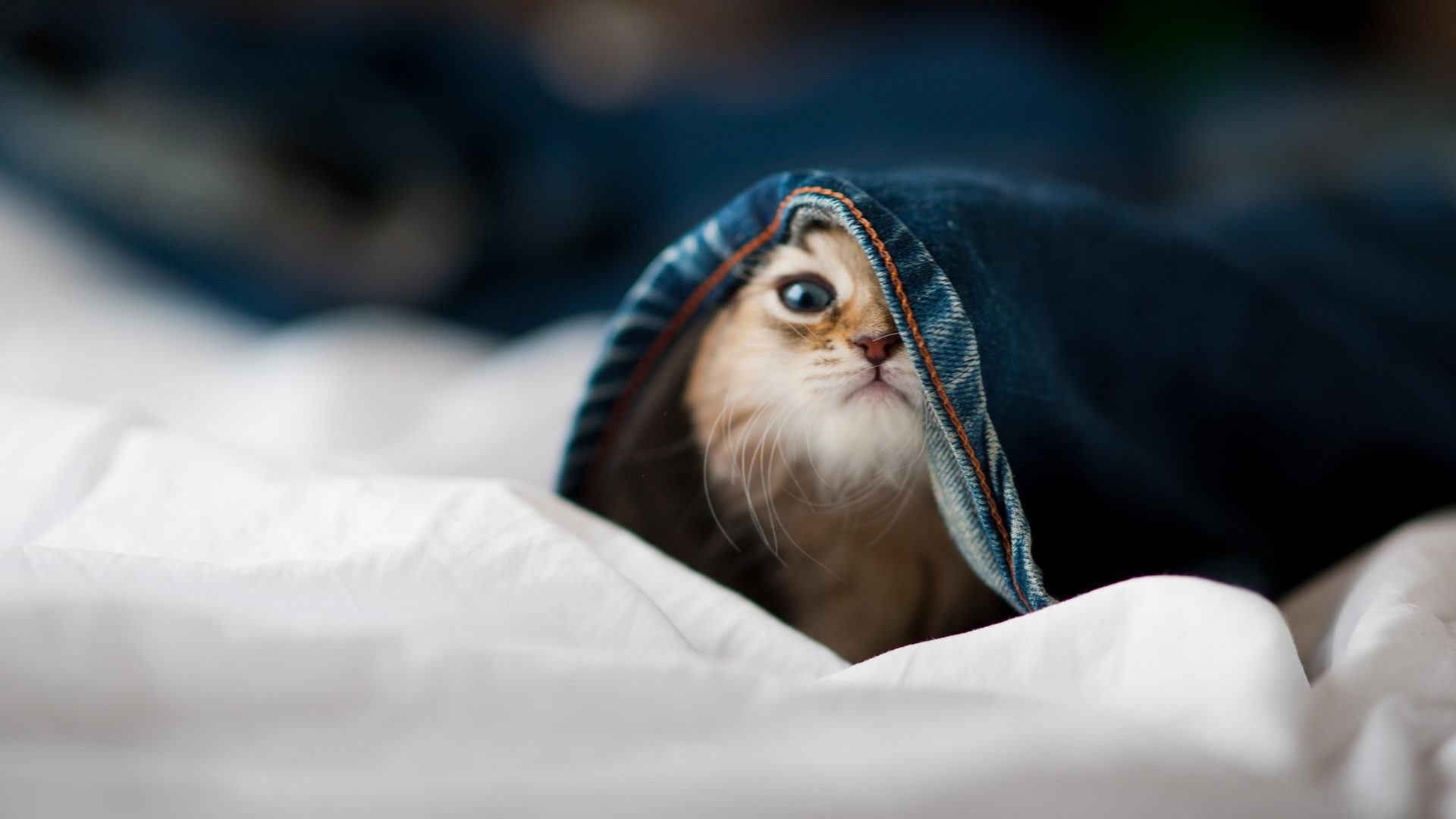 开云中国大陆-瑞士客场胜保加利亚，积分争夺格局发生变化，世预赛保加利亚瑞士