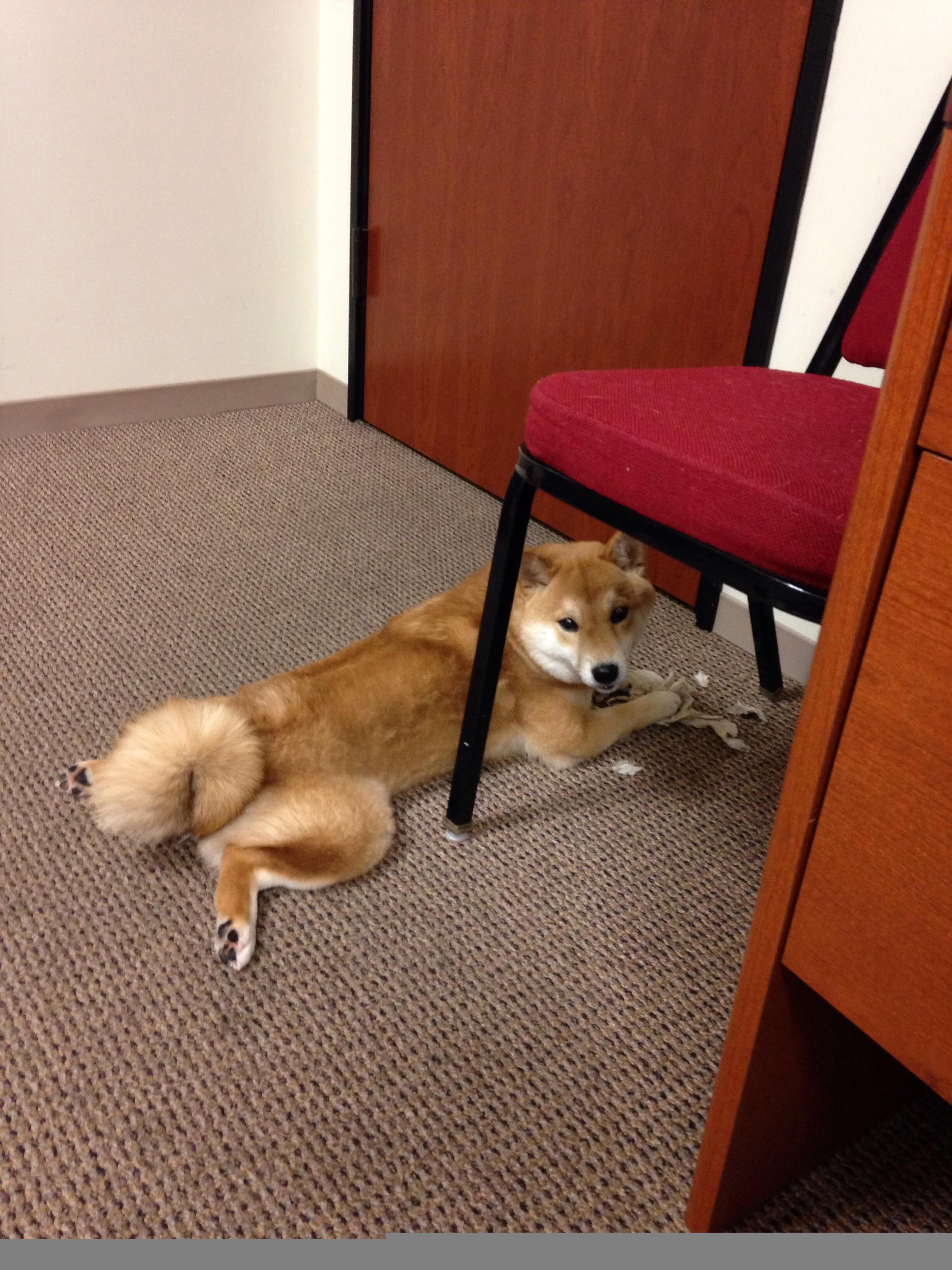 雷霆逆转公牛,常规赛巅峰对决中亚历山大三分雨不断,公牛战绩