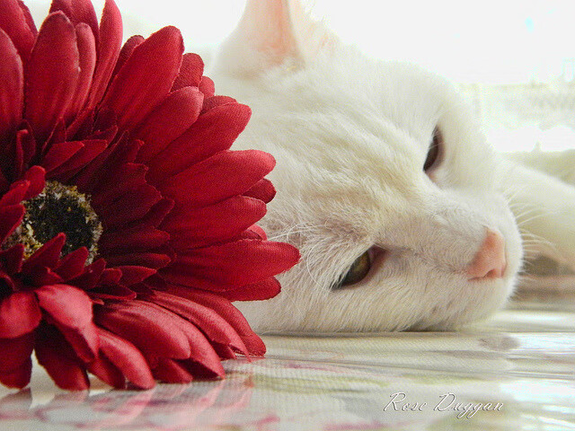 kaiyun体育综合-国足与世界强队场面压制能力差距，国足和其他国家对比