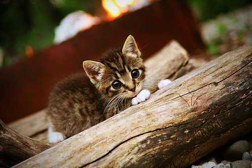 篮球运动员比赛策略智能制定研究,篮球比赛的可行性分析