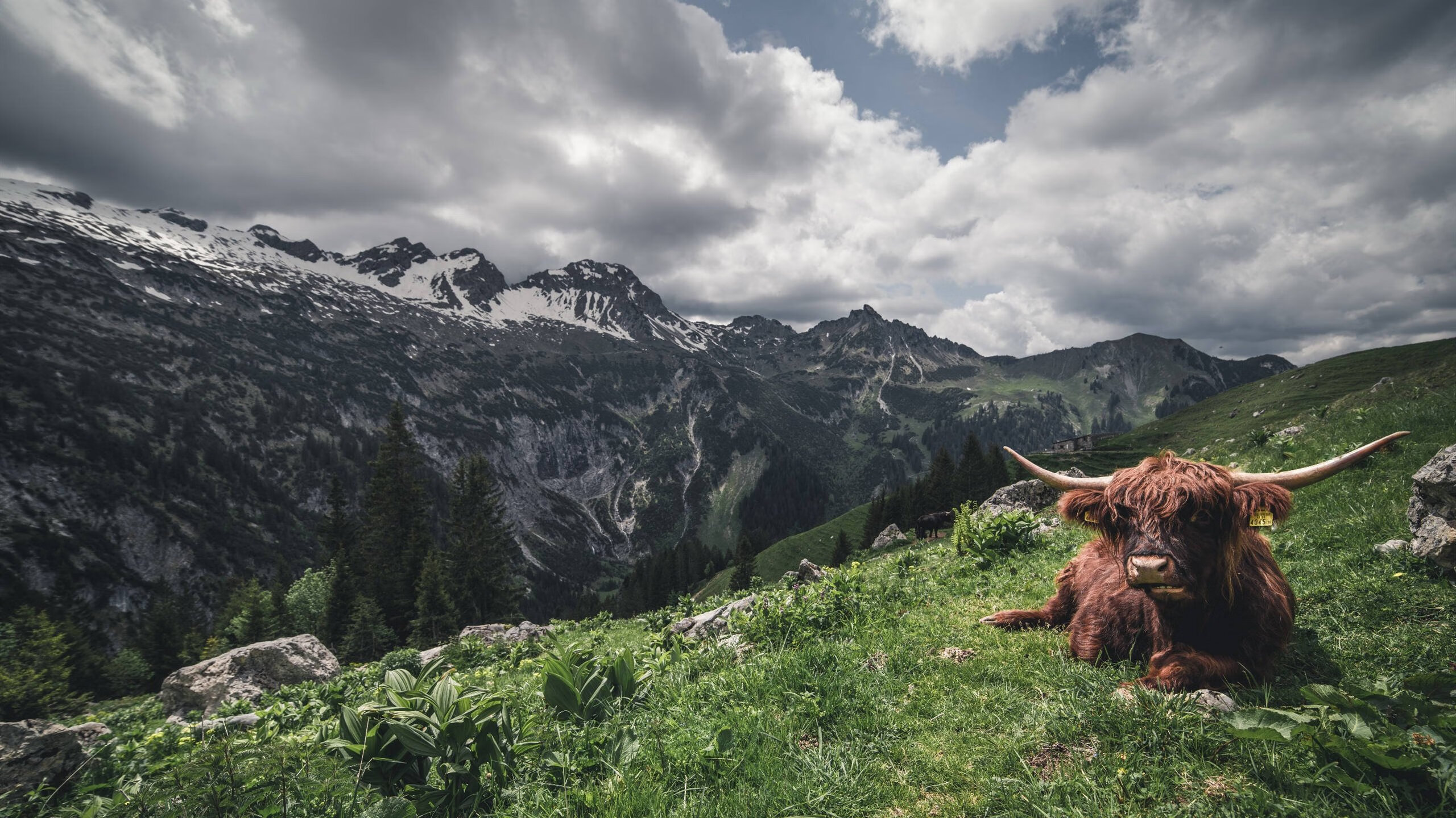 埃及赛制解析:如何打造更具竞争力的本土赛事,埃及公开赛