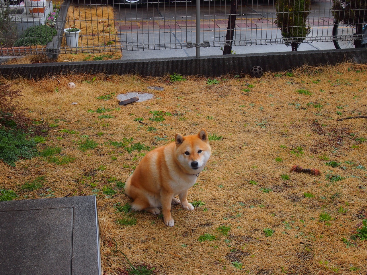 德国队2024年表现:从赛场挑战到技术突破,德国队这几年