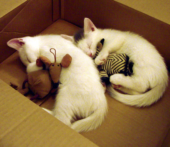 开云·Kaiyun网页版-希腊男篮在欧洲锦标赛中再次夺冠，继续巩固传统豪强的地位，希腊男篮遭绝杀无缘奥运