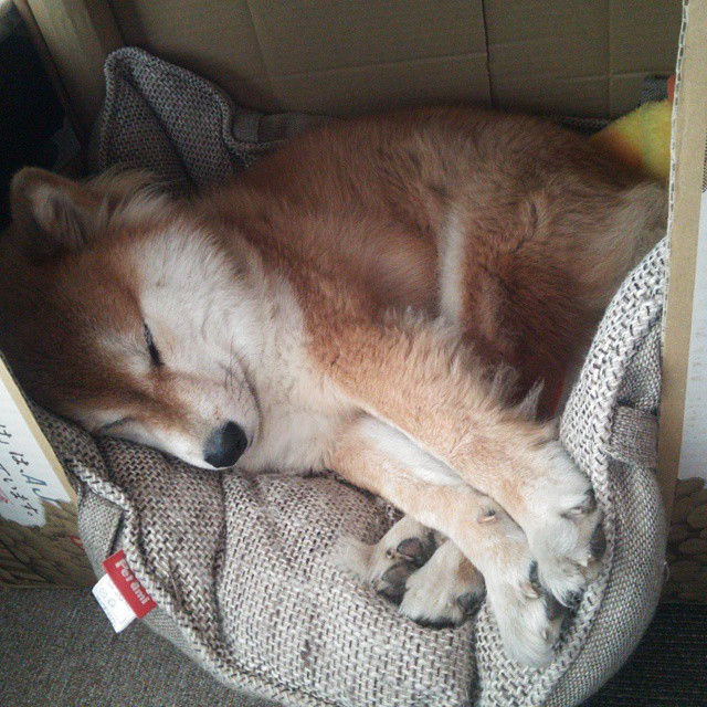 意甲战术创新:变化多端,精彩不断!,意甲队伍