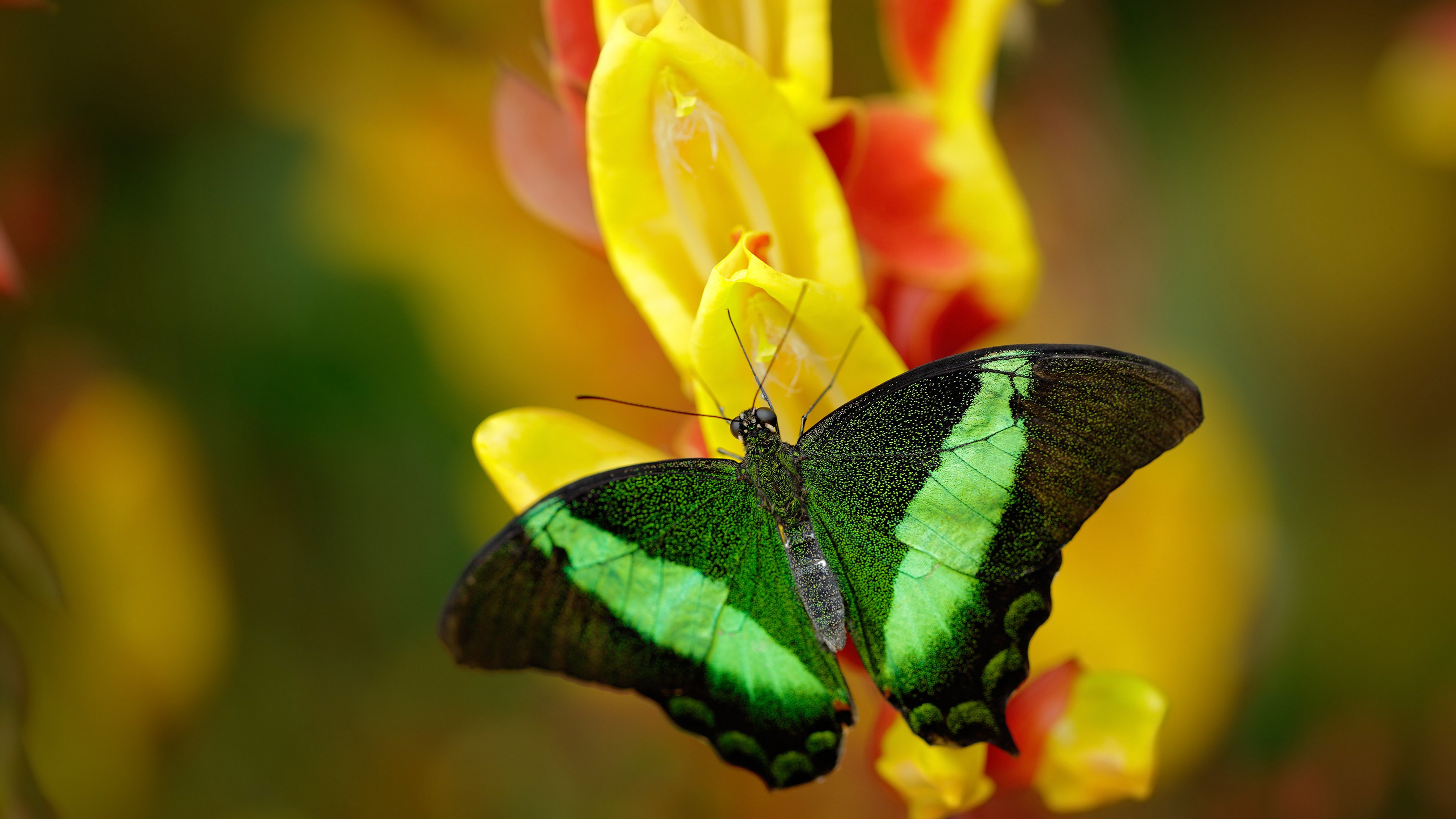 kaiyun.com-新西兰橄榄球的全球市场吸引力不断攀升，新西兰 橄榄球