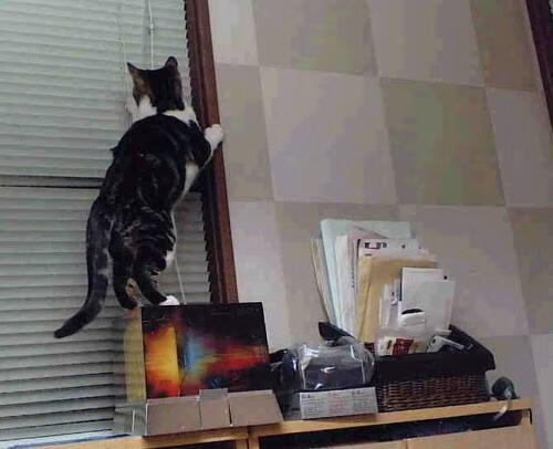 kaiyun体育app-比利时蝶泳选手节奏控制精准，蝶泳的比例