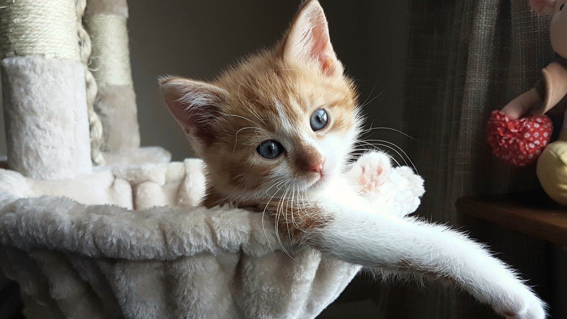 KAIYUN 中国大陆-法国橄榄球逐步吸引全球关注，赛事影响力持续扩大，法国橄榄球大片