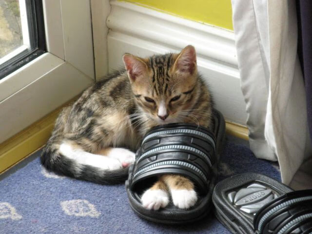 开云入口-沃尔纳多巴哥女篮在中美洲锦标赛中表现优异