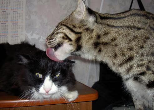 Kaiyun APP-赛前制定多套应对预案帮助球队面对对手多变战术安排，赛前准备方案